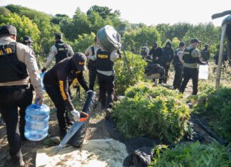 Desmantelan plantación con 1,835 matas de marihuana de hasta 2 m de altura en Peravia