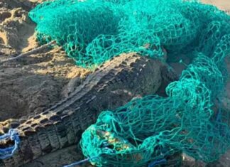 Capturan en Cabarete a cocodrilo que escapó de una hacienda en Sabaneta de Yásica