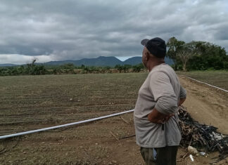 Denuncian pérdidas millonarias en la producción agrícola y avícola de Valverde y Monte Cristi