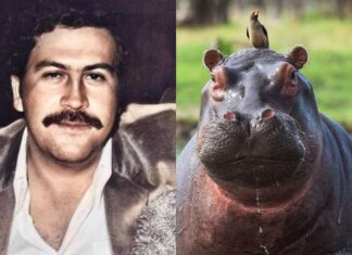 Colombia solicita a India traslado de 80 hipopótamos de Pablo Escobar ante crisis ambiental
