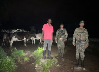 Ejército recupera 18 reses sustraídas en Loma de Cabrera, Dajabón