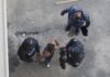 Tras más de tres horas atrincherado en el puente Duarte, hombre que huía de la Policía aceptó bajar