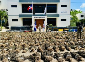 Intervienen otra siembra de marihuana en San José de Ocoa con más de 15 mil plantas