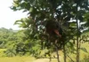 Plaga afecta árboles frutales en parte alta de la provincia Dajabón