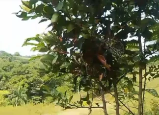 Plaga afecta árboles frutales en parte alta de la provincia Dajabón
