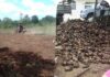 Ministerio de Agricultura continúa apoyando a productores agropecuarios de Dajabón con preparación de terrenos y entrega de materiales de siembra