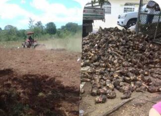 Ministerio de Agricultura continúa apoyando a productores agropecuarios de Dajabón con preparación de terrenos y entrega de materiales de siembra