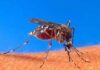 Salud Pública registra 213 casos de dengue en 2026, 40 más que en 2025