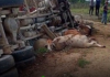 Camión trompo pierde los frenos y mata tres vacas en canal comunidad La Vigía