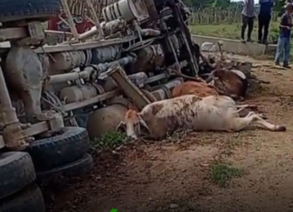 Camión trompo pierde los frenos y mata tres vacas en canal comunidad La Vigía