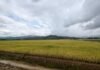 Arroceros esperan nuevas reglas tras derogación de aranceles al arroz