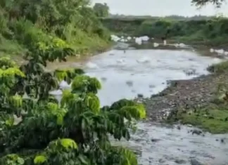 Parceleros denuncian espuma blanca en el río Masacre y temen impacto en cultivos de arroz